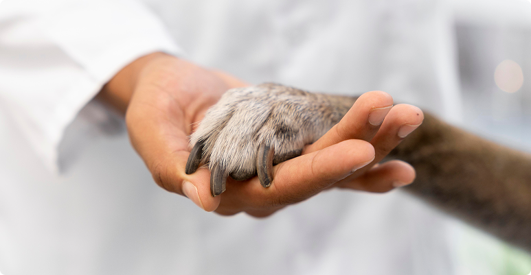 Image representing Pet Care